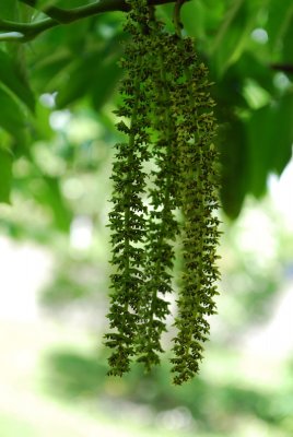Pterocarya fraxinifolia - lapina kavkazská - květ 